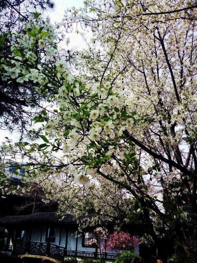 张扬李箐